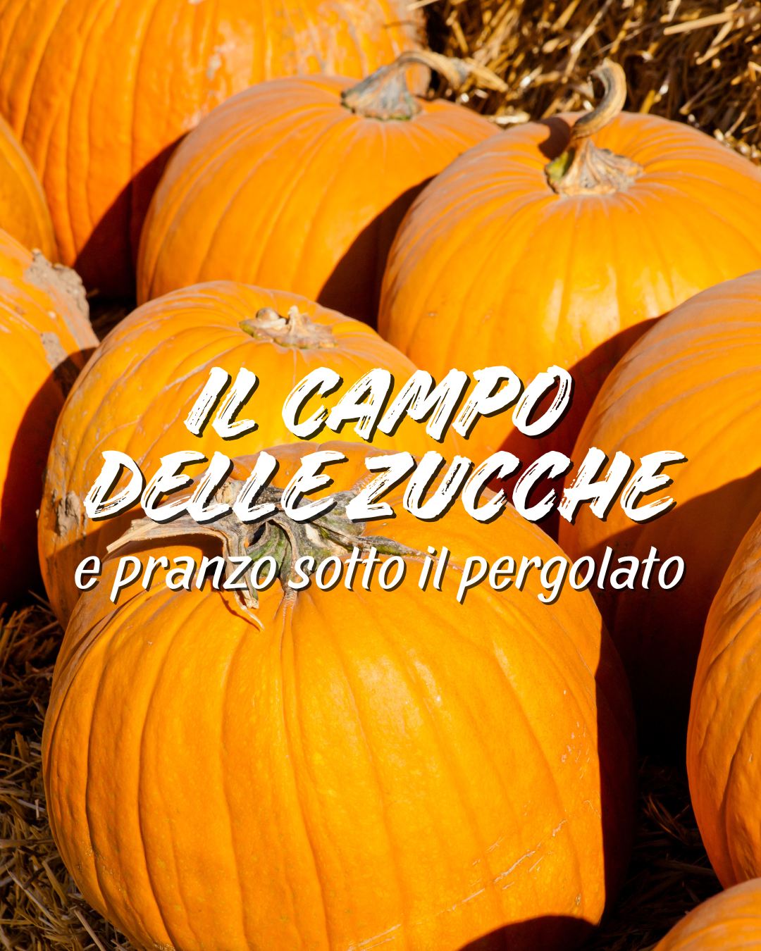 The pumpkin patch